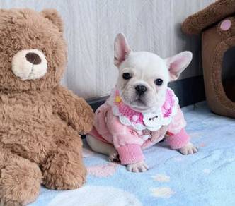 FRENCH BULLDOG PUPPIES VIP848🌻 Boy-Premium