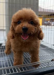 Toy poodle