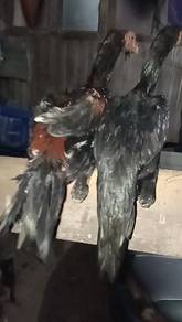 ANAK MUDA RATU EKOR LIDI  for sale 