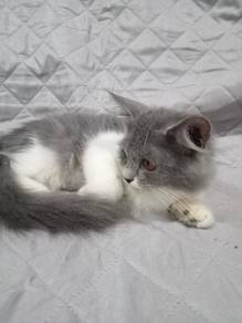 Kitten Comel Bi Colour