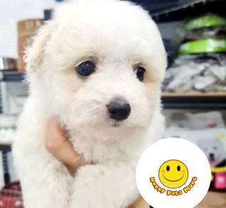 dddd_444 Tiny Bichon Frise #MKA puppies