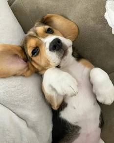 T5177 Obedient Beagle Smooth Coat Long Ears Baby D