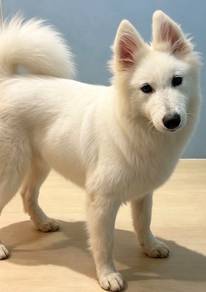 Samonyed Puppy