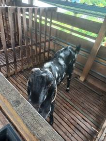 Farm to let go 
