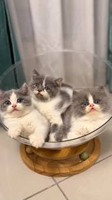 Kitten BSH for rehome