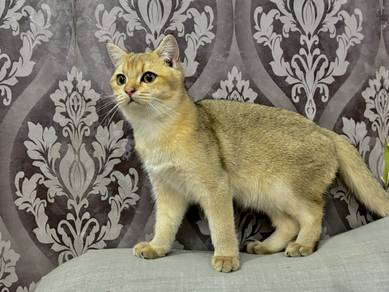 Britishshorthair