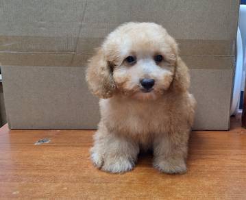 Maltipoo 