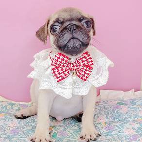 Pug