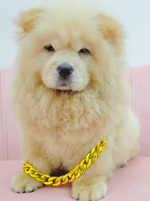 Chow Chow
