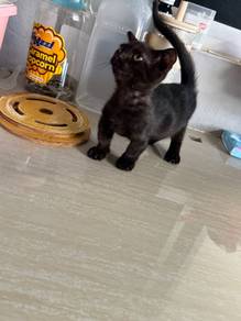 kitten ready for rehome ..