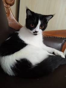 BSH Bicolour for adoption with fee