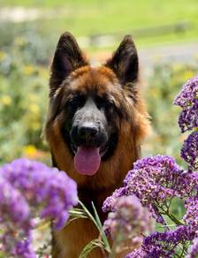 German Sheperd