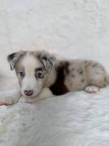Red Merle Border Collie