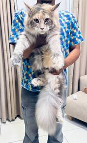 Mainecoon purebreed