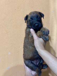 pure belgian malinois