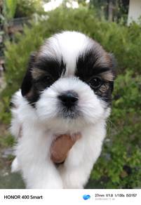 Shih Tzu