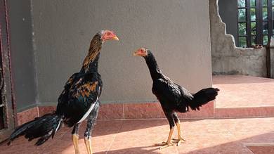 Ayam Ratu muda