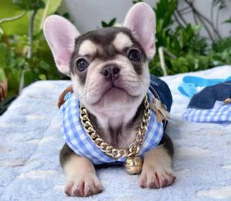 FRENCH BULLDOG PUPPIES 🌻S211 Girl Chocolate