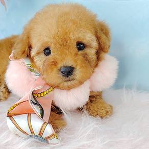 Poodle