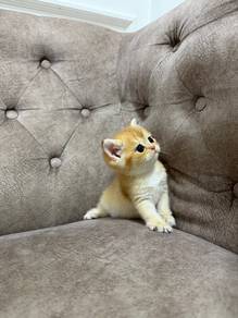 Baby BSH Golden Female