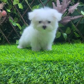Maltese Female Puppy For Sale - Teacup size