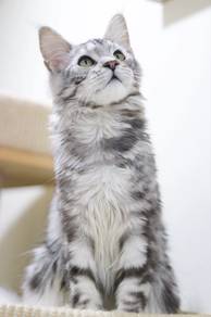 Mainecoon