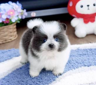 POMERANIAN PUPPIES A191 🌻 Sort of shine Boy~Girl