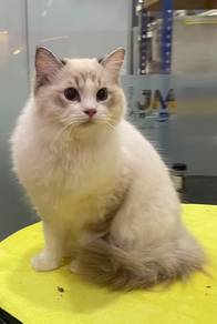 Ragdoll