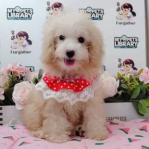 Poodle