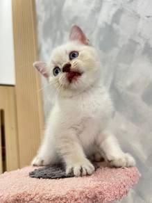 British Shorthair Silver Point