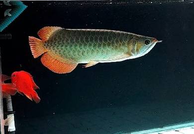 Arowana Super Red 