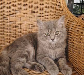 siberian male