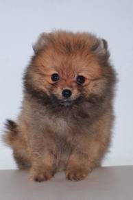 f13 Adorable Pomeranian Dog