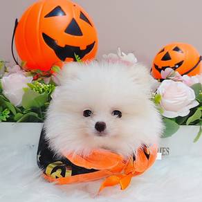 Pomeranian