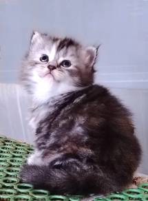 British Longhair Kitten