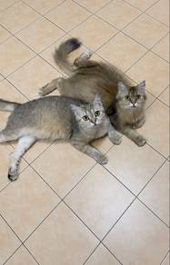 bsh