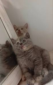 british shorthair tortie blue (carier cinnamon)