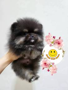 PP2 Pomeranian male black tan haired puppy