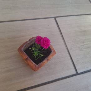 Japanese rose