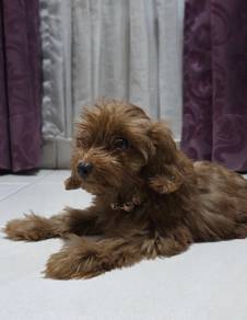 Maltipoo