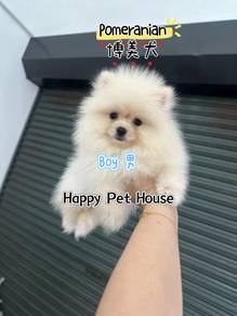 pomeranian