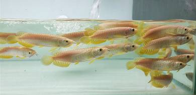 Arowana malaysian golden 4inchi