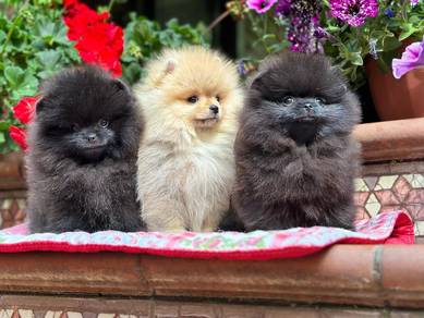Pomeranian puppies 
