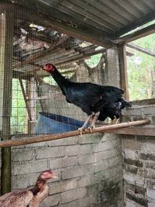 ayam pama