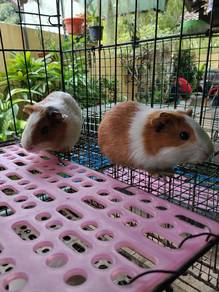 Guinea pigs for sale