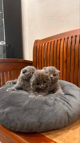 kitten scottish fold