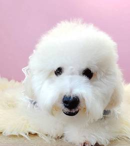 Maltipoo