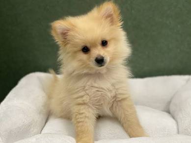 Teeny Pomeranian Cute Sweet Face Puppy Dog