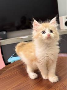 Mainecoon certificate