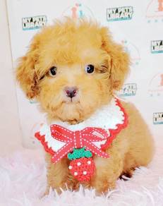Poodle toy